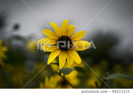 A single sunflower in a sunflower field A single sunflower in a sunflower field 99211525
