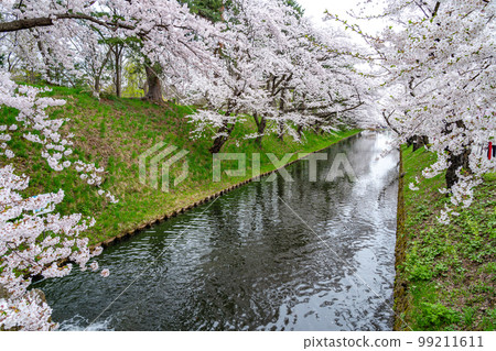 Hirosaki Park's outer moat, cherry blossoms in full bloom Hirosaki Park's outer moat, cherry blossoms in full bloom 99211611