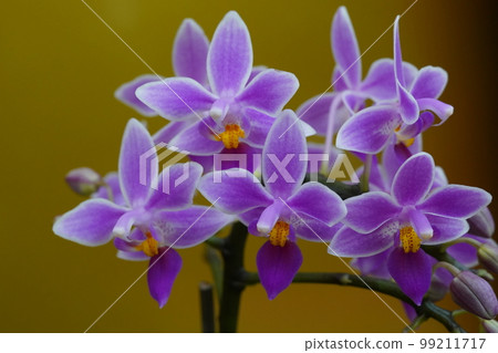Phalaenopsis equestris (Progenitor of Phalaenopsis orchid) Phalaenopsis equestris (Progenitor of Phalaenopsis orchid) 99211717