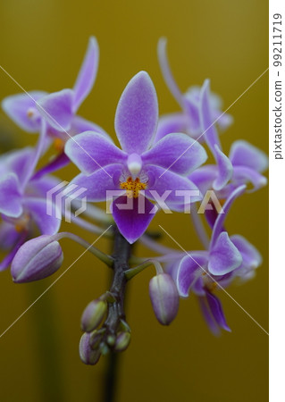 Phalaenopsis equestris (Progenitor of Phalaenopsis orchid) 99211719