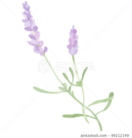 Lavender illustration painted by watercolor Lavender illustration painted by watercolor 99212149