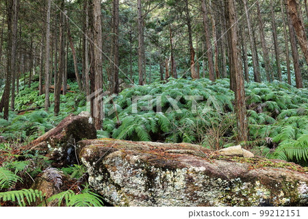 長滿蕨類植物的山景 長滿蕨類植物的山景 99212151