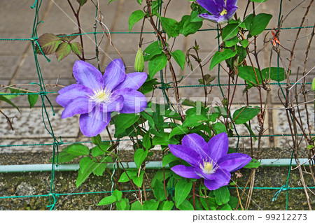 紫色鐵線蓮花(春天,四月) 紫色鐵線蓮花(春天,四月) 99212273