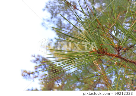 松樹松林 99212328