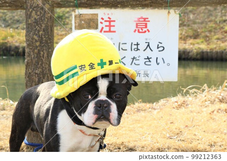 Mighty, a Boston terrier, looks cute in front of a pond in Yuzu-no-sato Moroyama-cho General Park, wearing a safety-first hat. 99212363