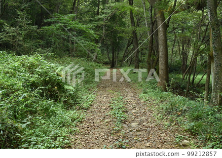 被綠樹環繞的森林步道[東京/西多摩] 99212857