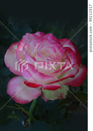 Kanayama一般公園的玫瑰 99212917