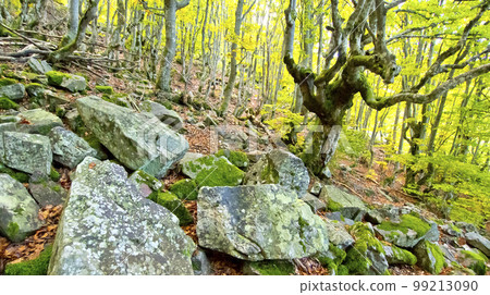 Hayedo de la Pedrosa Beech  Forest, Spain 99213090