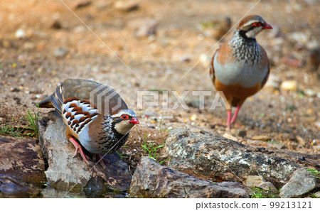 Red-legged Partridge, Monfrague National Park, Spain 99213121