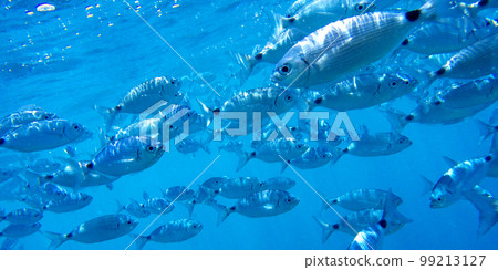 Saddled Seabream, Cabo Cope Puntas del Calnegre Regional Park, Spain Saddled Seabream, Cabo Cope Puntas del Calnegre Regional Park, Spain 99213127