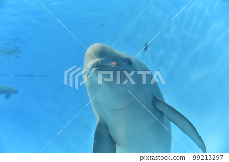 Finless Porpoise Finless Porpoise 99213297