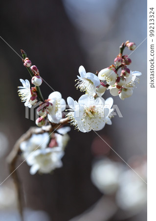 It bears the cold and blooms elegantly It bears the cold and blooms elegantly 99213324