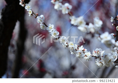 It bears the cold and blooms elegantly It bears the cold and blooms elegantly 99213421