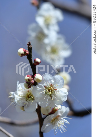 It bears the cold and blooms elegantly It bears the cold and blooms elegantly 99213424