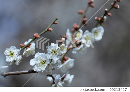 It bears the cold and blooms elegantly It bears the cold and blooms elegantly 99213427
