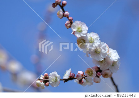 It bears the cold and blooms elegantly 99213448