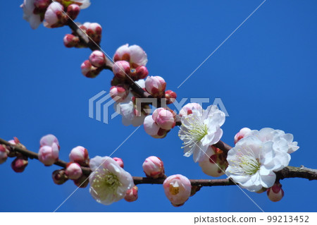 耐寒,綻放優雅 耐寒,綻放優雅 99213452