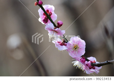 耐寒，綻放優雅 99213453