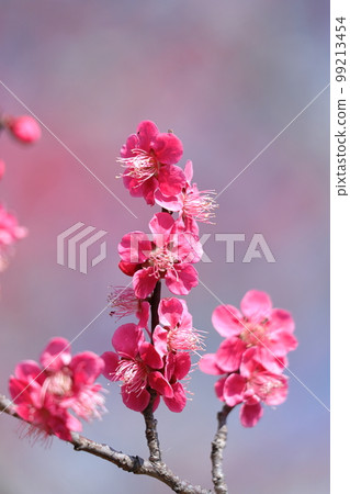 耐寒，綻放優雅 99213454