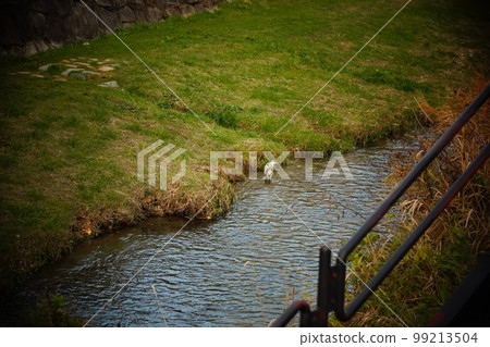 Egret standing by the riverside and landscape of dusk Egret standing by the riverside and landscape of dusk 99213504