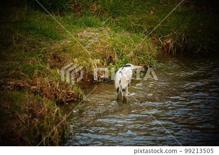 Egret standing by the riverside and landscape of dusk Egret standing by the riverside and landscape of dusk 99213505
