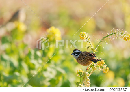 Bunting perched on rape blossoms 99213887