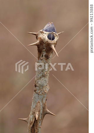 Harigiri winter buds 99213888