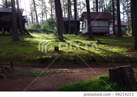 Cottage in the sunlight filtering through the trees 99214223