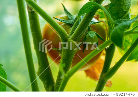 Growing branch of red tomato on vegetable garden 99214470