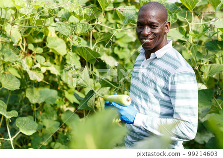 Skilled farmer checking harvest of zucchini 99214603
