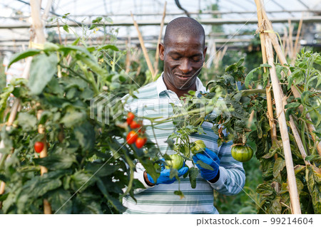 Farmer cultivating tomatoes 99214604