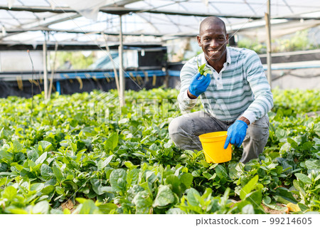 Farmer happy with growing of Malabar spinach 99214605