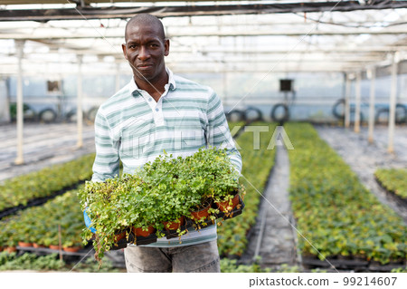 Male worker arranging seedlings of parsley 99214607
