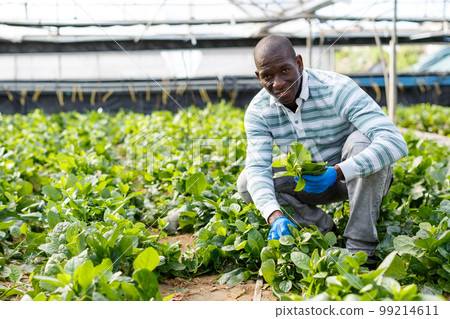 Farmer checking seedlings of Malabar spinach 99214611