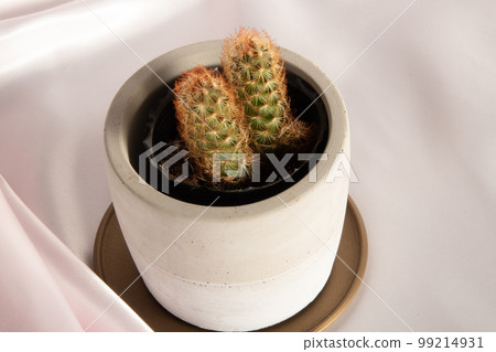 Close up of cactus in white pot pink background Close up of cactus in white pot pink background 99214931