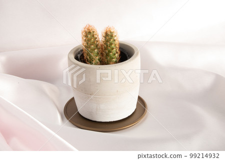 cactus pink background in white pot cactus pink background in white pot 99214932