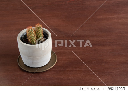 白色盆栽棕色背景中的仙人掌別緻涼爽 白色盆栽棕色背景中的仙人掌別緻涼爽 99214935