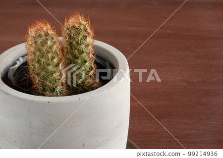 Close-up of a cactus in a white pot Brown background Chic cool Close-up of a cactus in a white pot Brown background Chic cool 99214936
