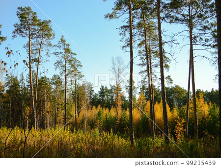 Forest landscape with young and mature pines and larches in the light of the evening sun 99215439