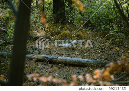 Wild fluffy gray squirrel in the dense thicket of the forest 99215485