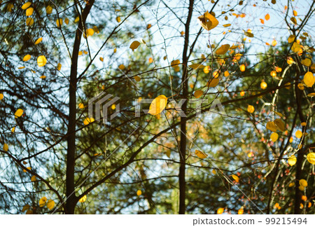 Yellow leaf lit by the sun against the background of branches and leaves Yellow leaf lit by the sun against the background of branches and leaves 99215494