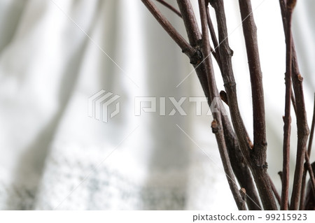 Materials reminiscent of organics: branches, dead trees, flower bases, blank space Materials reminiscent of organics: branches, dead trees, flower bases, blank space 99215923