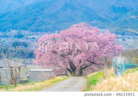 [Sakura material] A single cherry tree from the ruins of Kaminodaira Castle in Minami Shinshu [Nagano Prefecture] 99215951