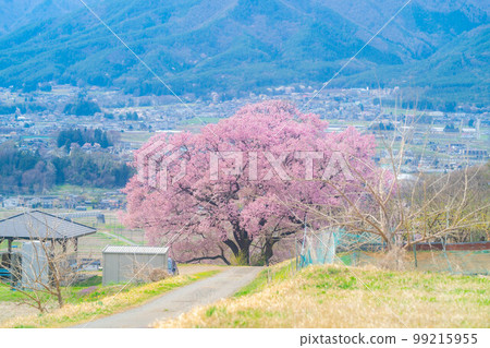 [Sakura material] A single cherry tree from the ruins of Kaminodaira Castle in Minami Shinshu [Nagano Prefecture] 99215955