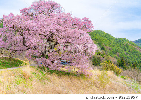[櫻花材料]南信州[長野縣]上之平城遺址的一棵櫻花樹 99215957