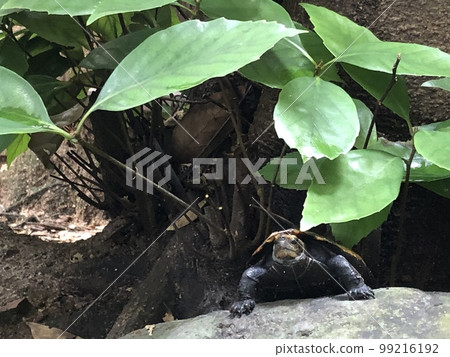 野生烏龜 野生烏龜 99216192