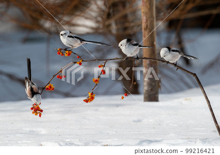 Snow Fairy @ Shimaenaga 99216421