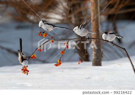 Snow Fairy @ Shimaenaga 99216422