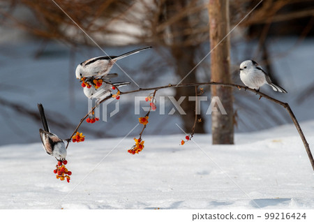 Snow Fairy @ Shimaenaga 99216424