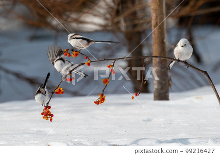 雪仙@島永 雪仙@島永 99216427